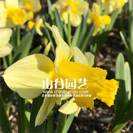 创世大发-洋水仙