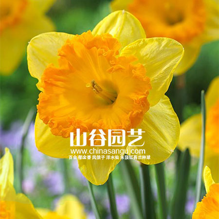 创世大发-洋水仙
