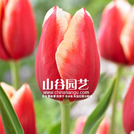 创世大发-郁金香