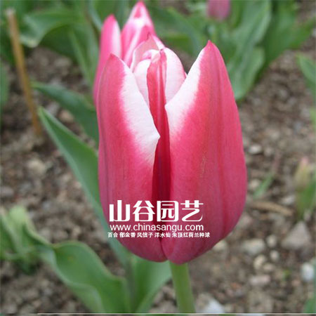 创世大发-郁金香