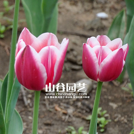 创世大发-郁金香