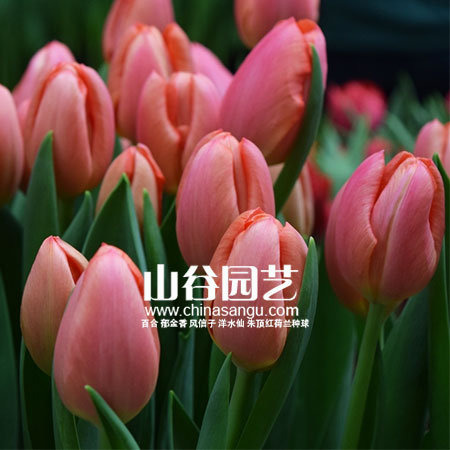 创世大发-郁金香