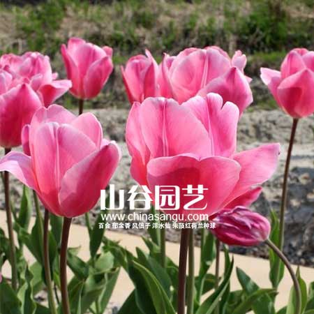 创世大发-郁金香