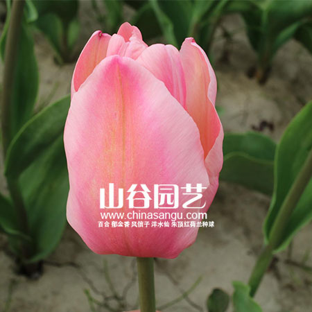 创世大发-郁金香