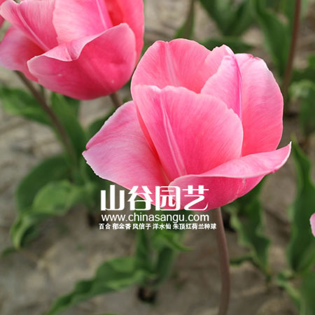 创世大发-郁金香