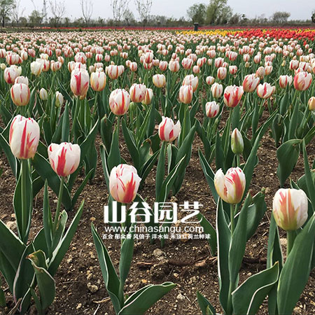 创世大发-郁金香