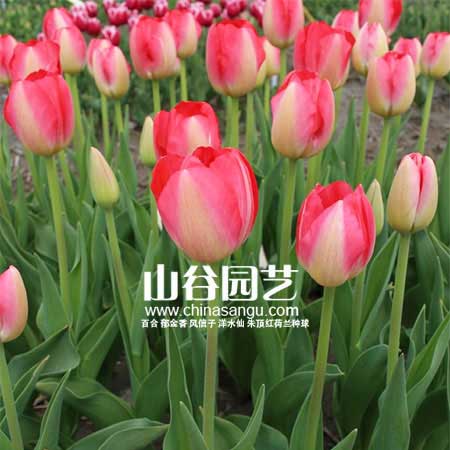 创世大发-郁金香
