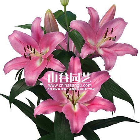 创世大发-百合