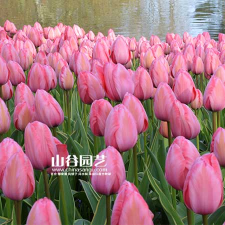 创世大发-郁金香
