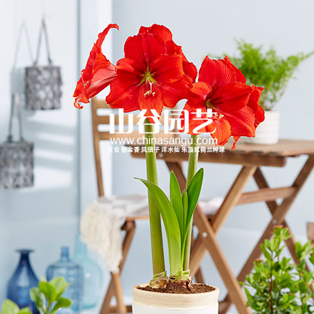 创世大发-朱顶红
