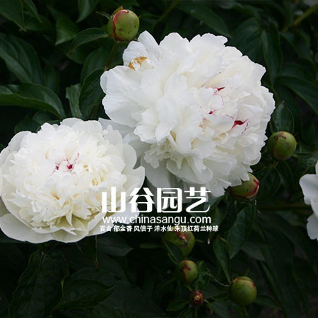 创世大发-芍药