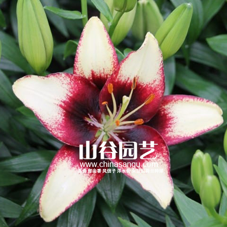 创世大发-百合