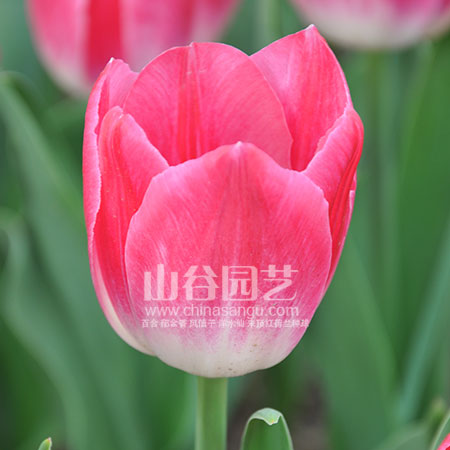 创世大发-郁金香