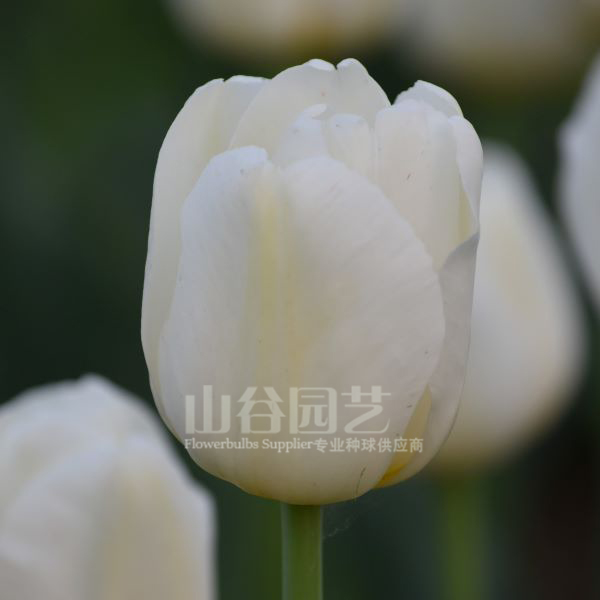 创世大发-郁金香