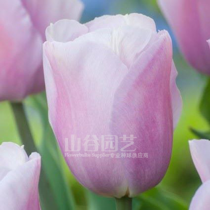 创世大发-郁金香
