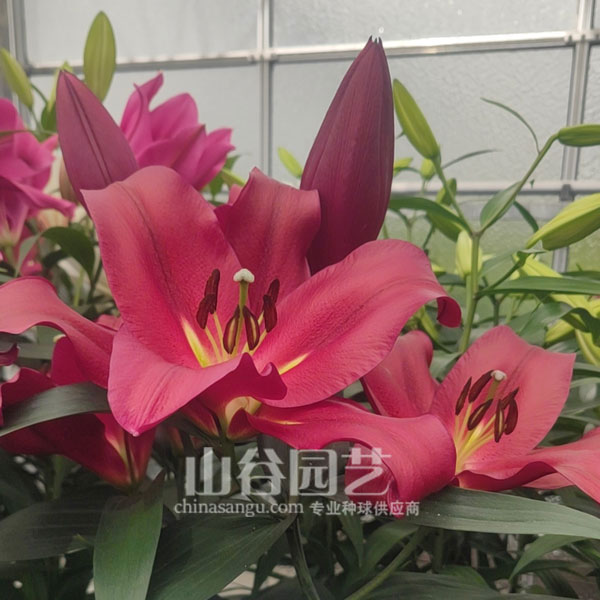 创世大发-百合