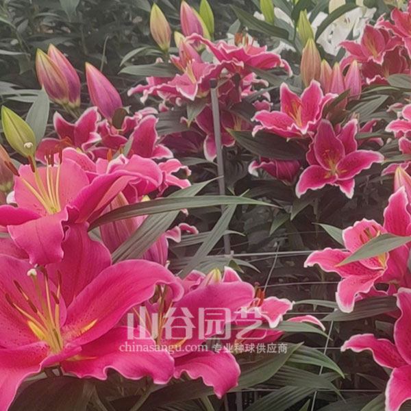 创世大发-百合