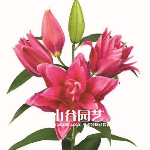创世大发-百合