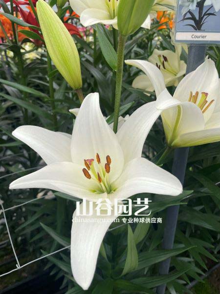 创世大发-百合
