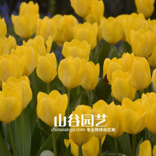 创世大发-郁金香