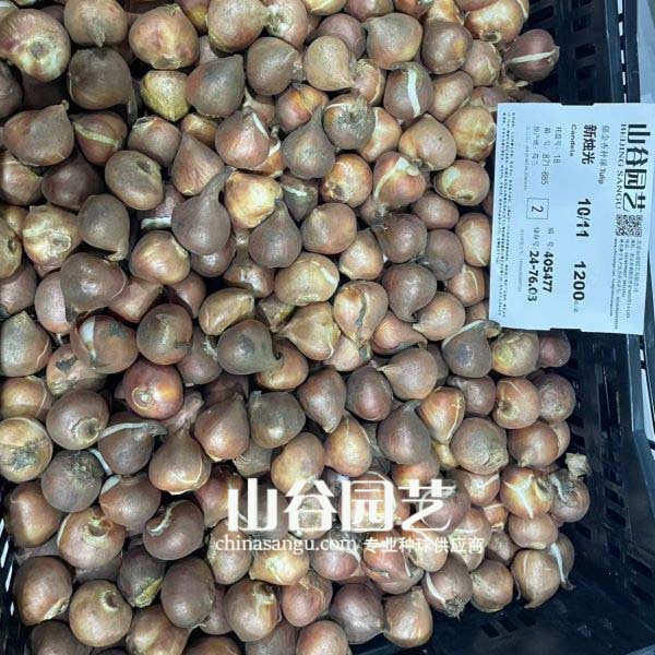 创世大发-郁金香