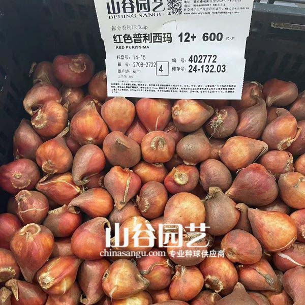 创世大发-郁金香