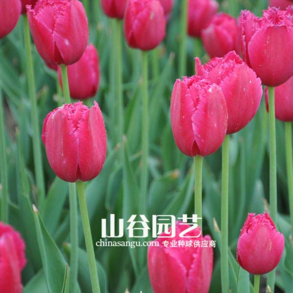 创世大发-郁金香