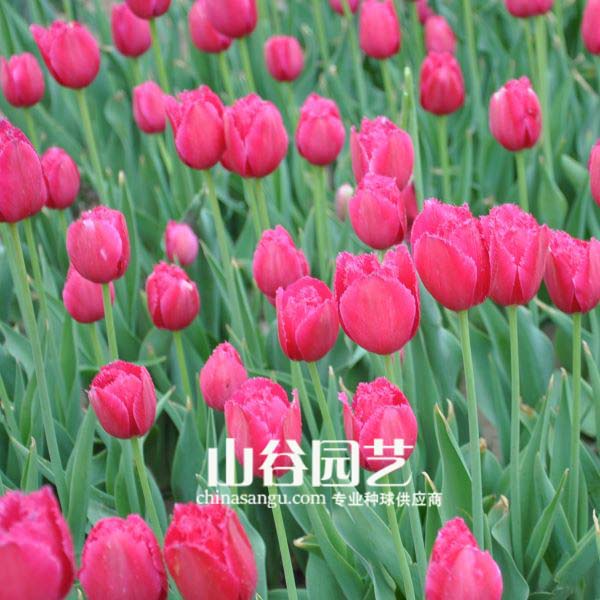 创世大发-郁金香