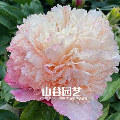 创世大发-芍药