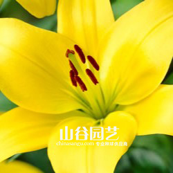 创世大发-百合