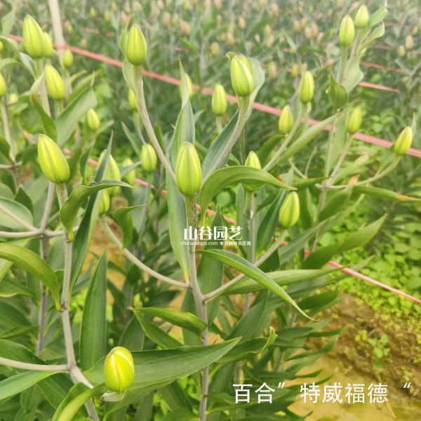 创世大发-百合