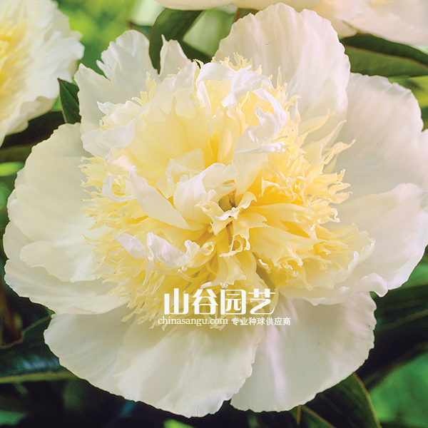 创世大发-芍药