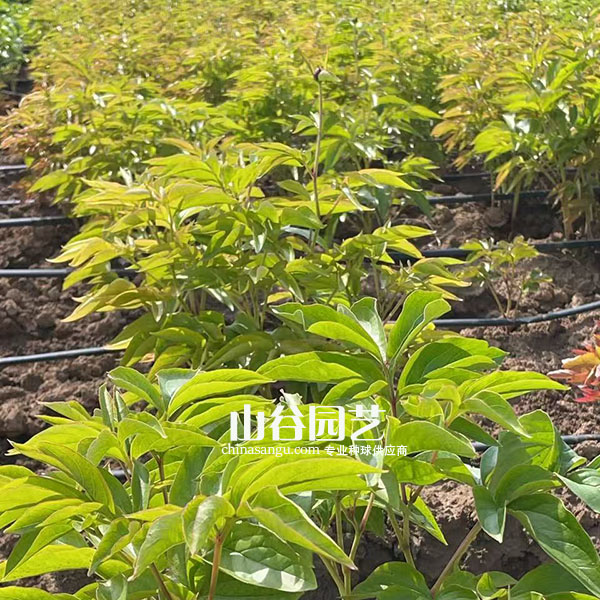 创世大发-芍药
