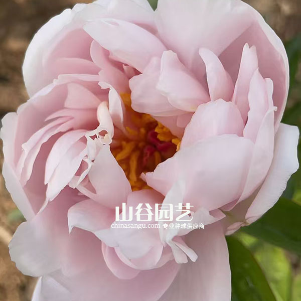 创世大发-芍药