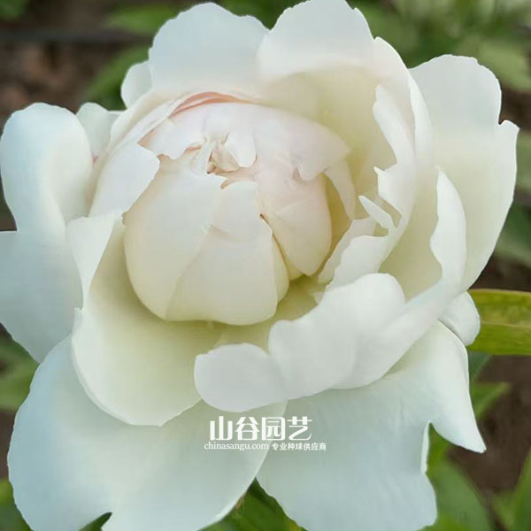 创世大发-芍药