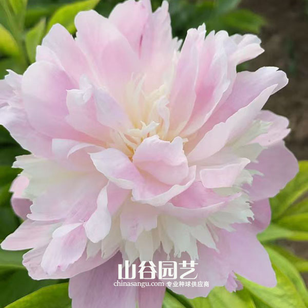 创世大发-芍药