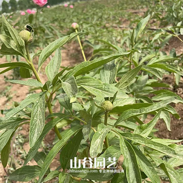 创世大发-芍药
