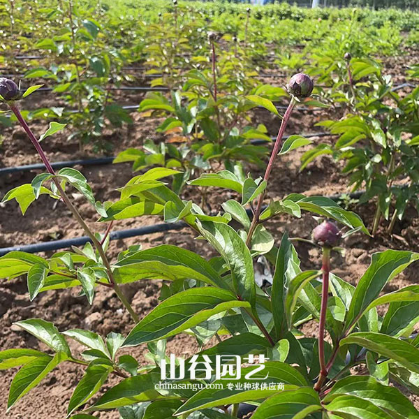 创世大发-芍药