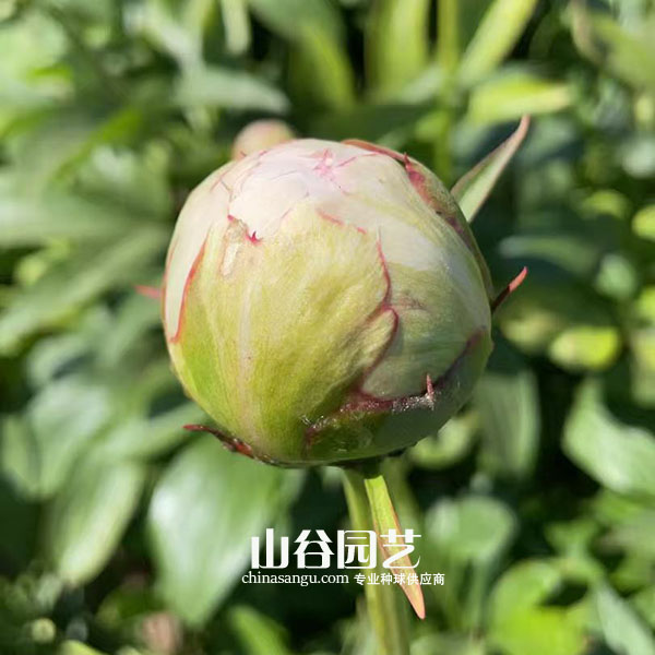 创世大发-芍药