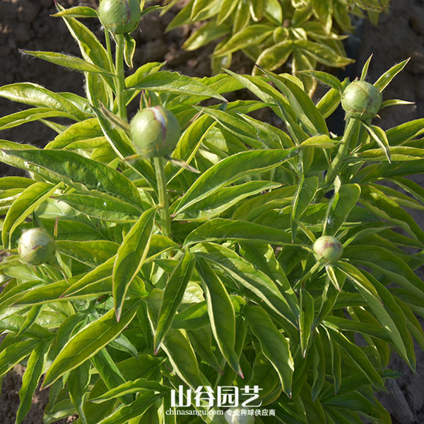 创世大发-芍药