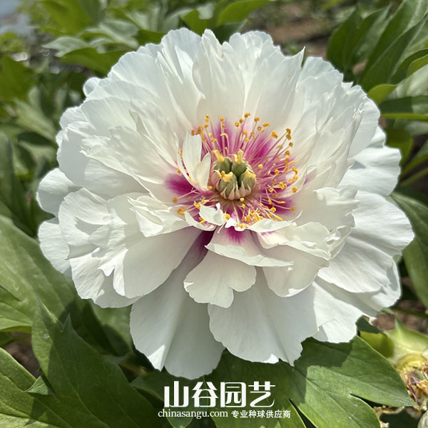 创世大发-芍药