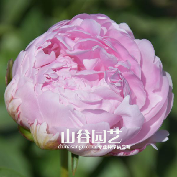 创世大发-芍药