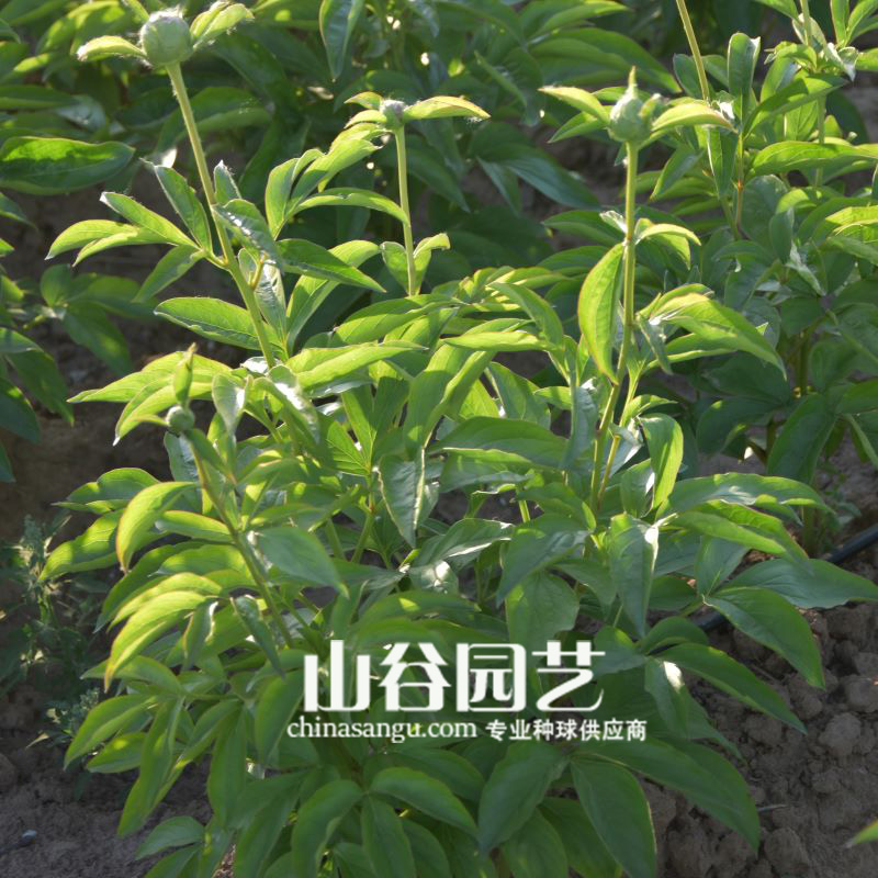 创世大发-芍药