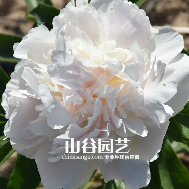创世大发-芍药