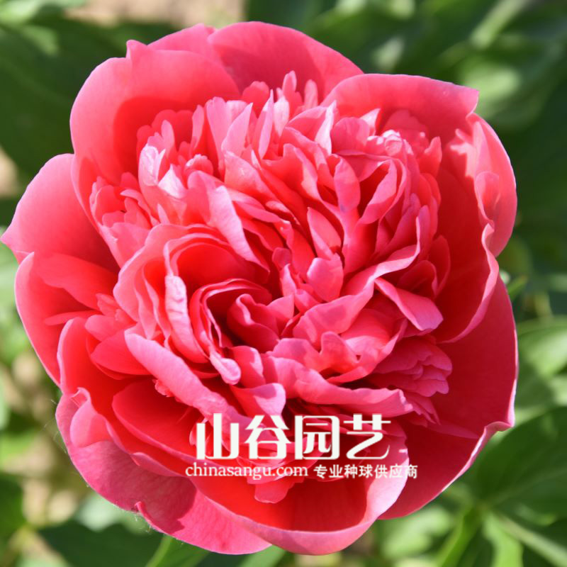创世大发-芍药