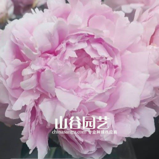 创世大发-芍药