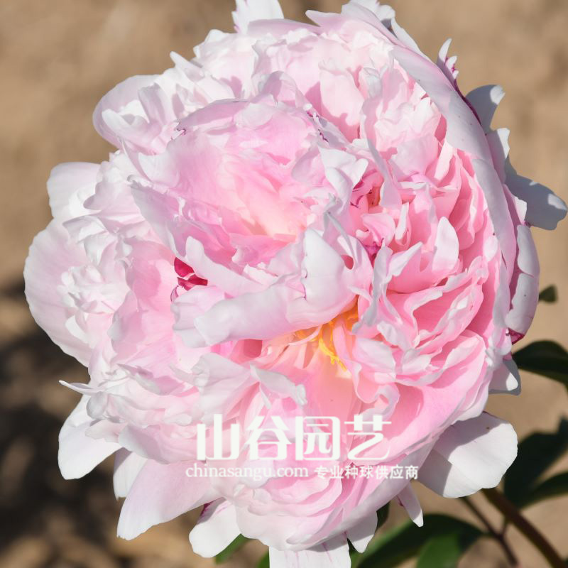 创世大发-芍药