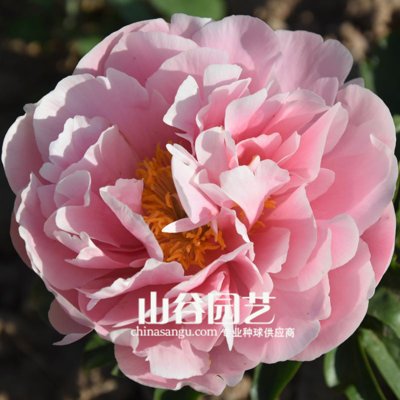创世大发-芍药